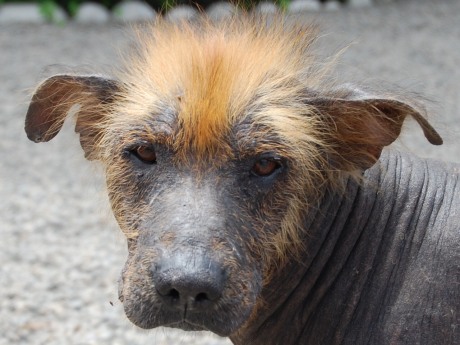 An ancient Peruvian dog breed  ...that´t really all I can say.