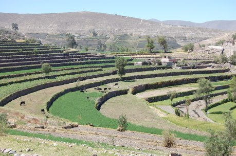 Inca-inspired agriculture, aka scenic countryside